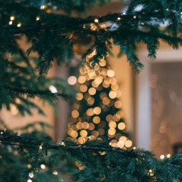 blurred-Christmas-tree.jpg