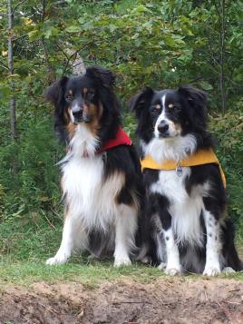 09-Super Dogs.jpg