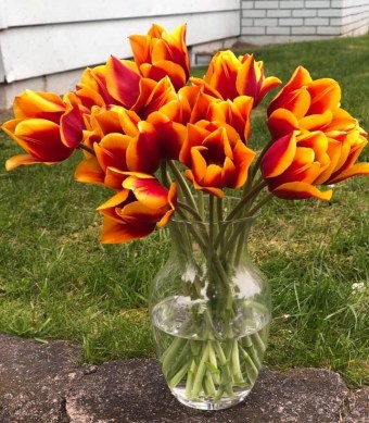 Mothers Day Tulips