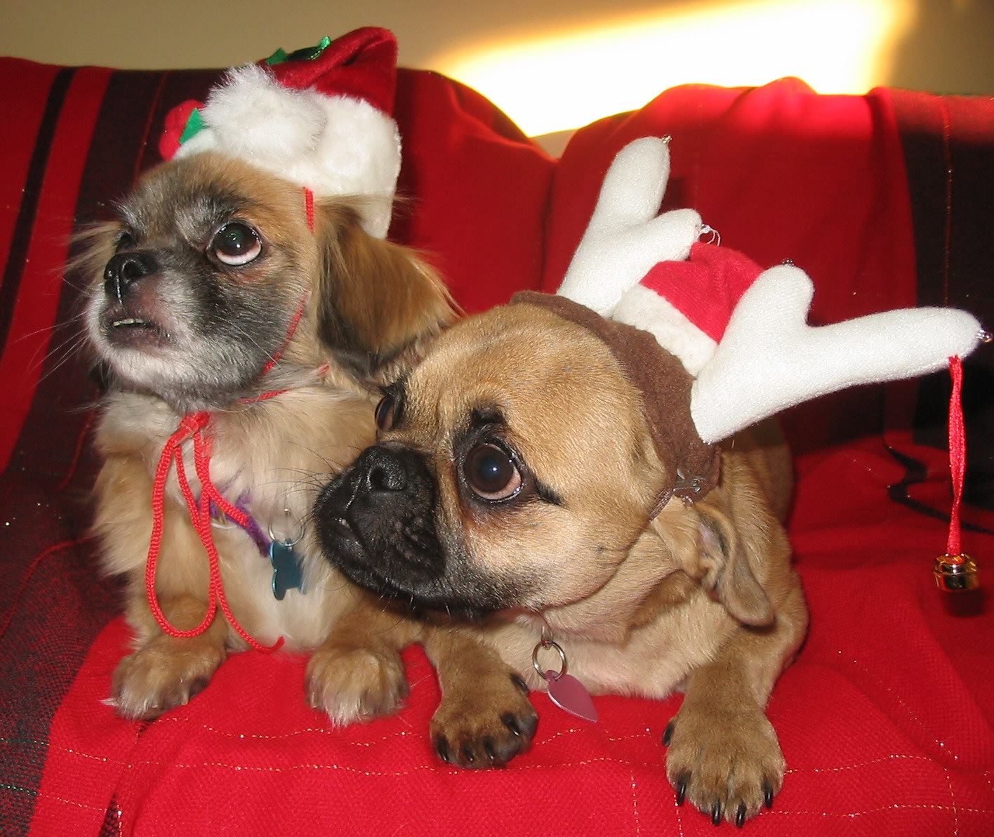 Tessa_Maddie_Waiting_For_Santa_Paws